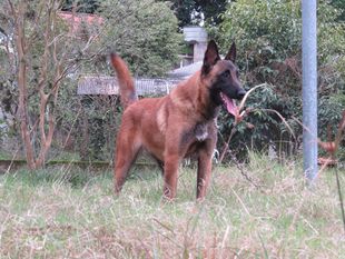 Nisha von Bocão Malinois Nisha von Bocão Malinois