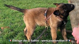 Ragnarok des deux Sabres Ragnarok des deux Sabres