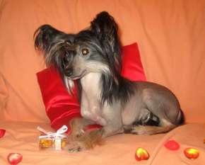 Dogland Happy Cerri Dogland Happy Cerri