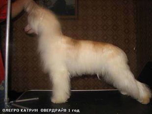 Olegro Katrin Overdraive Olegro Katrin Overdraive