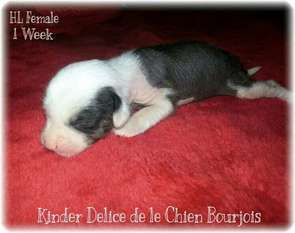 Kinder Delice De Le Chien Bourjois Kinder Delice De Le Chien Bourjois
