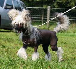 Be My Dog's Kalimba De Luna Be My Dog's Kalimba De Luna