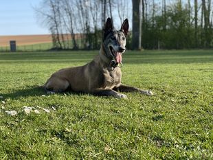 Keshia vom Brunsbeker Land Keshia vom Brunsbeker Land