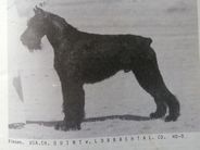dog image background