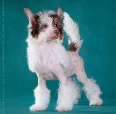 Dogland Happy Position Number One Dogland Happy Position Number One