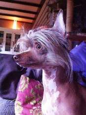 Cat's China Dogs Lord Zillion Cat's China Dogs Lord Zillion