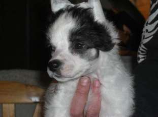 Fabolous Dogs Because Of You Fabolous Dogs Because Of You