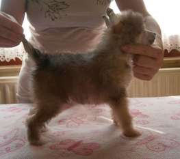 Bailey Baby Mystic Fantastic Bailey Baby Mystic Fantastic