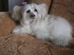 Ch.hohlatiy Glamour Gabanna Dolce Ch.hohlatiy Glamour Gabanna Dolce