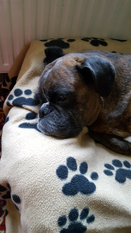 Cantus vom Rottland Cantus vom Rottland
