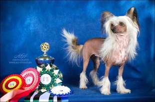 Ridgecrest's Princess Priceless Ridgecrest's Princess Priceless