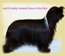 Candycresteds Dance In The Dark Candycresteds Dance In The Dark