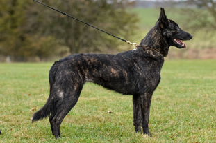 Lilly von der Herdergang Lilly von der Herdergang