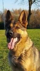 Crazy Canis Invictus Crazy Canis Invictus