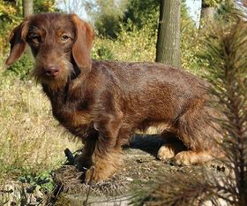 Alpia vom Hefeler Wald Alpia vom Hefeler Wald