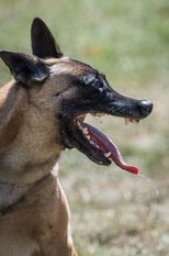 Borak vom Streitwald Borak vom Streitwald