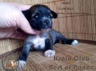 Ksolo Club Best Of Prince Ksolo Club Best Of Prince