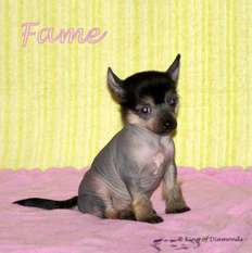 Fame King Of Diamonds Fame King Of Diamonds