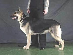 Lyutar Heralda RKF R 1564150 Lyutar Heralda RKF R 1564150