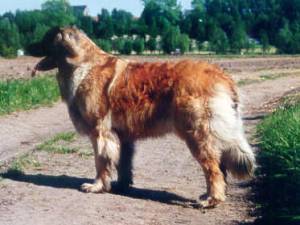 Voodoo Uit 't Berggat Voodoo Uit 't Berggat