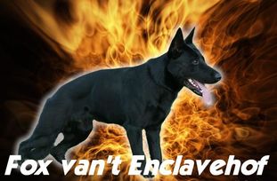 Fox van't Enclavehof Fox van't Enclavehof