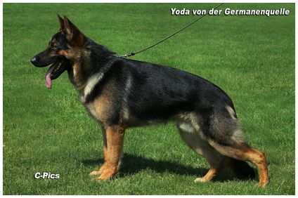 Yoda von der Germanenquelle Yoda von der Germanenquelle