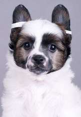 Olegro Katrin Dandy Puff Olegro Katrin Dandy Puff