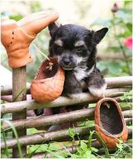 Dogland Happy Valiant Prince Dogland Happy Valiant Prince
