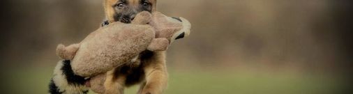 Working Malinois