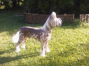 Proud Pony Daydream Proud Pony Daydream