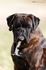 Cujo vom Kimlai Boxer