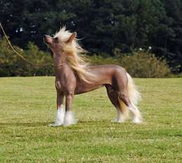 Koridawns If Wishes Were Horses Koridawns If Wishes Were Horses