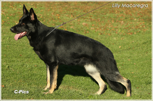 Lilly Macaregra Lilly Macaregra