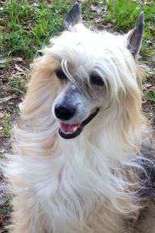 Breeze Sir Bandit Bam Am Breeze Sir Bandit Bam Am