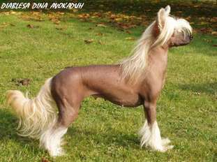 Diablesa Dina Avokaduh Diablesa Dina Avokaduh