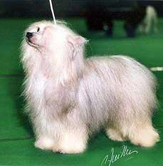 Angelcrest Arcticfox Angelcrest Arcticfox