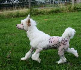 Be My Dog's Equalizer Be My Dog's Equalizer