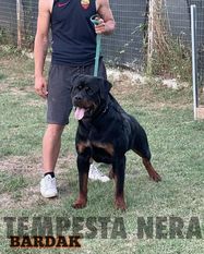 Bardak Tempesta Nera Bardak Tempesta Nera