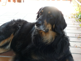 Ginger vom Schondratal Ginger vom Schondratal