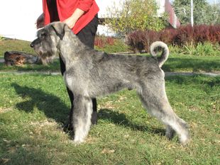 Normann Kelador Normann Kelador