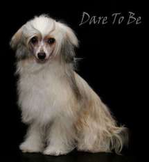 Dare To Be Best Story Ever Told Dare To Be Best Story Ever Told