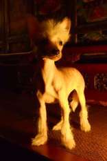 Mythic Tibetan Golden Snow Lion Mythic Tibetan Golden Snow Lion
