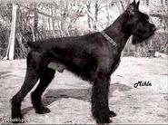 dog image background