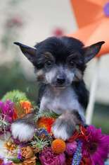 Dogland Happy Umili Dogland Happy Umili