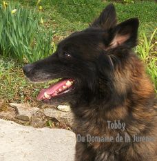Tobby du Domaine de la Jurence Tobby du Domaine de la Jurence