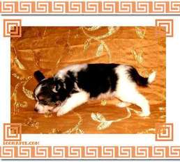 Lux Star Vesta Well Life Lux Star Vesta Well Life