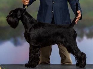 Alpha Sirius Woof Bonnie Alpha Sirius Woof Bonnie