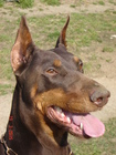 Detlef Bleul