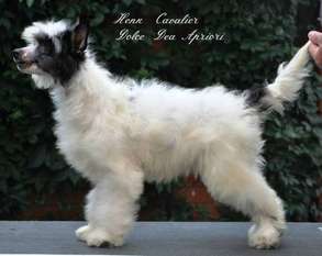 Henk Cavalier Dolce Dea Apriori Henk Cavalier Dolce Dea Apriori