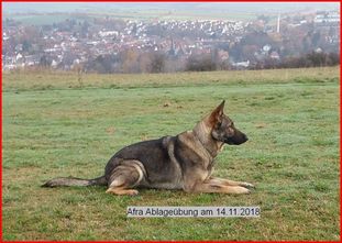 Afra vom Hochsolling Afra vom Hochsolling